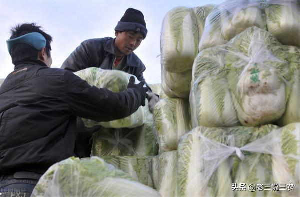 只要一把麥麩，解決白菜病蟲害問題！簡單3點，結球緊實，品質好