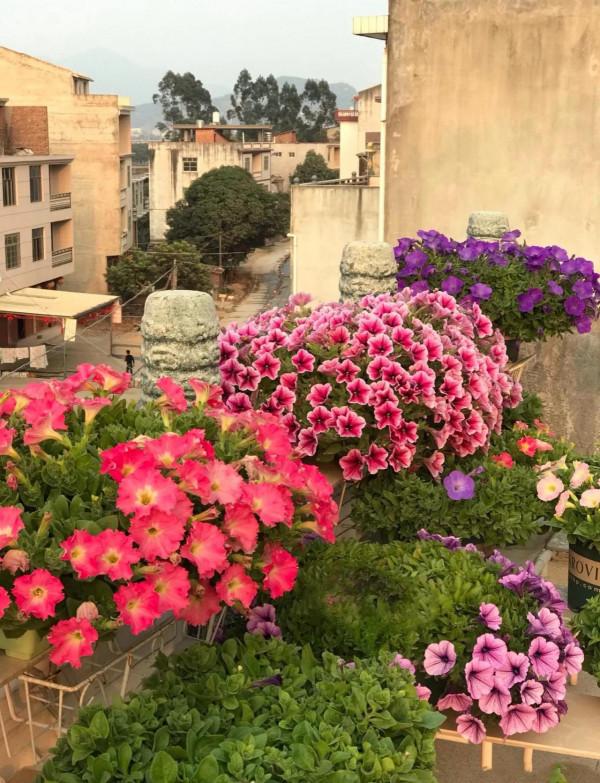 矮牽牛花，要想開花爆盆，就要大剪大修，有舍才有得