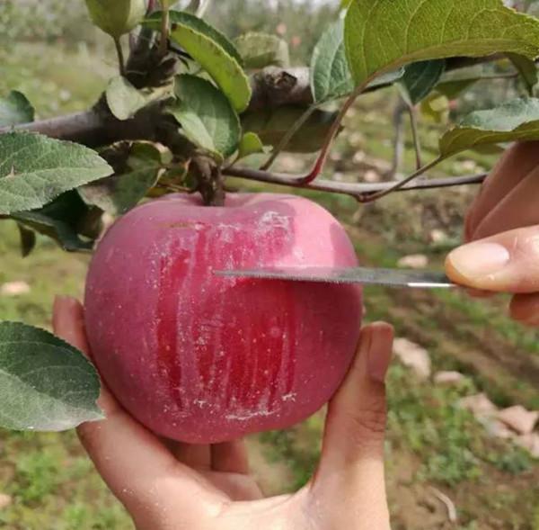 關於水果的認知誤區 關於水果的認知誤區