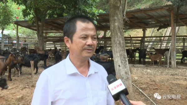 “羊倌”葉偉新：小山羊托起致富夢