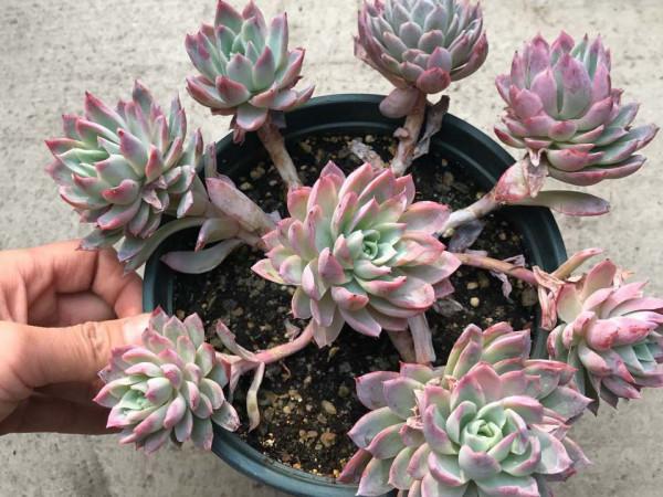 女王系多肉中顏色最夢幻的品種紫羅蘭女王,秋季開始上色了,真美 女王系多肉中顏色最夢幻的品種紫羅蘭女王,秋季開始上色了,真美