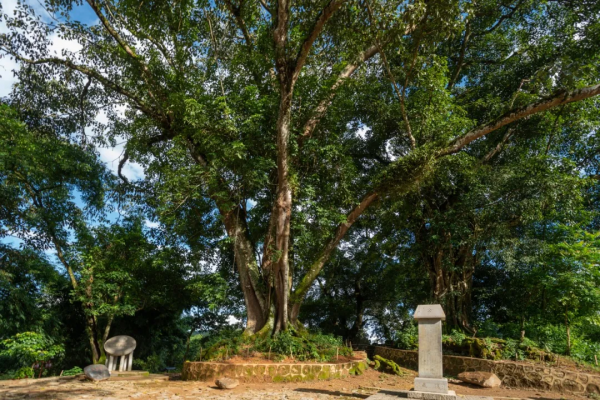 《易武》專欄 | 茶馬古道上的歲月陳香