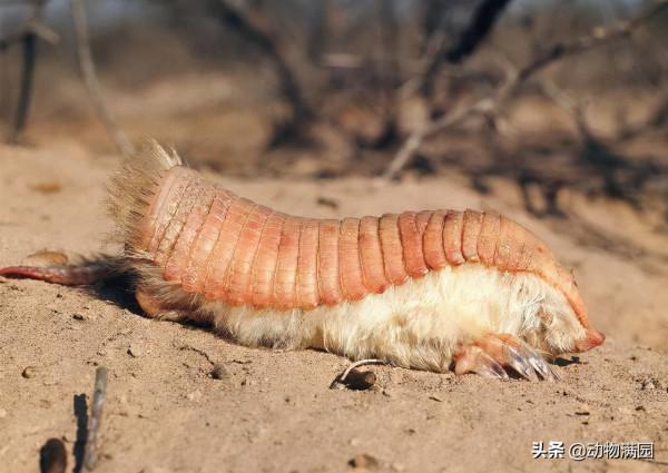 物種百科：倭犰狳