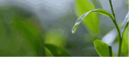 江西這款茶,有人說名字雖不算雅,但喝過一次就會愛上 江西這款茶,有人說名字雖不算雅,但喝過一次就會愛上