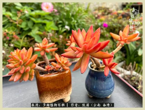 正是花好月圓時，再訪楊姐的屋頂花園