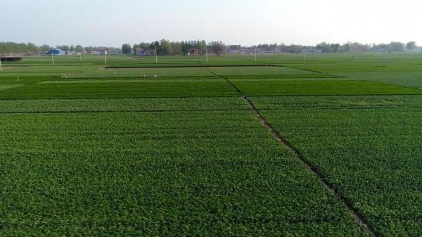 種大蒜要想產量高，施肥配方很關鍵，看看種植高手如何用肥？