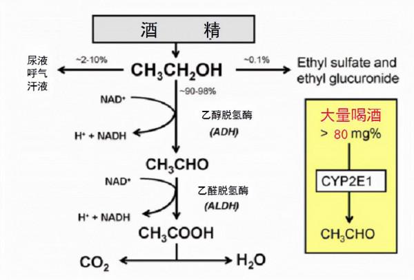 都是隔夜酒,有人被查出酒駕醉駕,有人不會?因為肝臟不好? 都是隔夜酒,有人被查出酒駕醉駕,有人不會?因為肝臟不好?