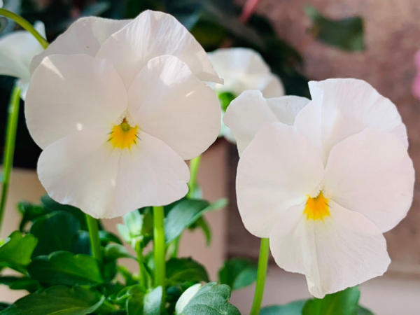 買之前嫌棄的不行，買之後開花顏值超高，這6種花越養越上癮