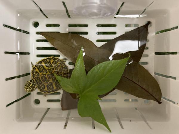 龜苗冬天怎麼加溫飼養? 龜苗冬天怎麼加溫飼養?