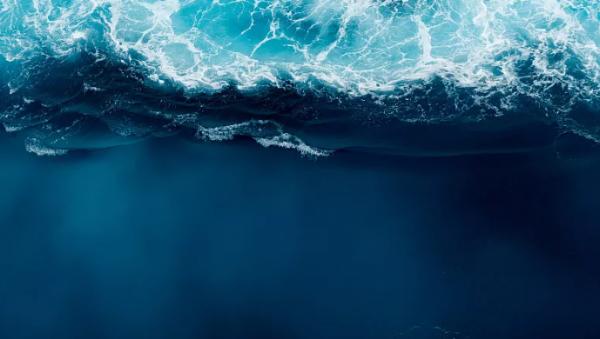 海獺蠢萌的外表下,隱藏了可怕的繁殖過程,是不折不扣的黑暗王者 海獺蠢萌的外表下,隱藏了可怕的繁殖過程,是不折不扣的黑暗王者