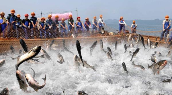千島湖的“淨水魚”:鰱鱅放養60多年,水庫“魚王”到底有多大? 千島湖的“淨水魚”:鰱鱅放養60多年,水庫“魚王”到底有多大?