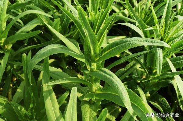 安徽農民種植30天就能收穫的“速生”蔬菜，在大城市很受歡迎