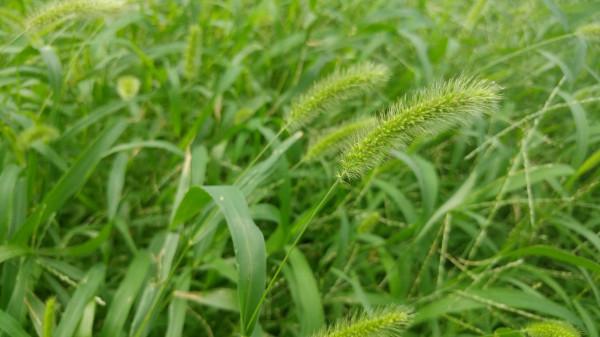 農村隨處可見的狗尾巴草，中醫卻當成寶，用來養生還有這4大功效