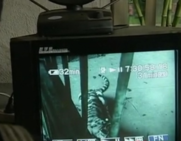 動物園裡一對獅虎情投意合，講述獅虎愛情故事，結果如何？