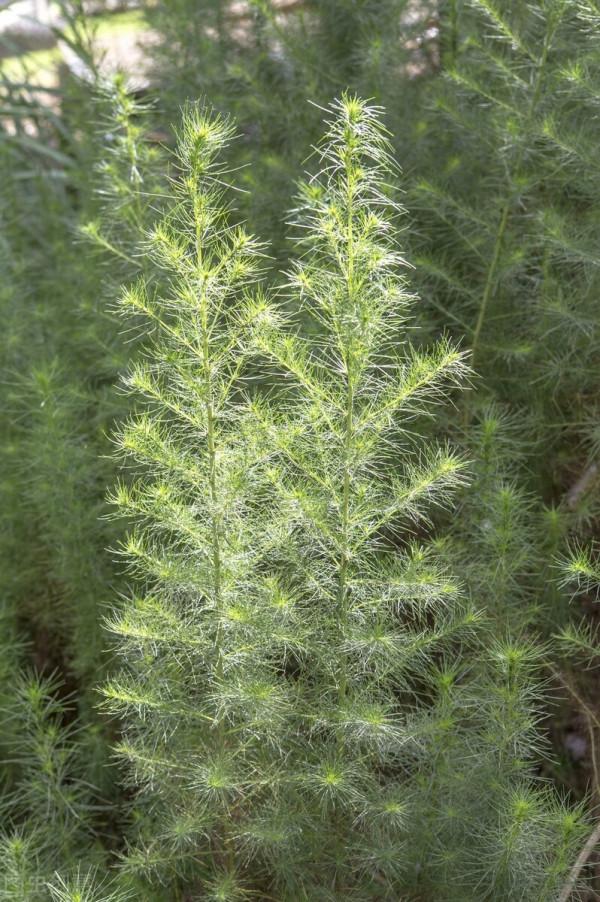 中醫西醫的黃疸有什麼區別嗎？陽黃和陰黃在治法上有什麼區別嗎？