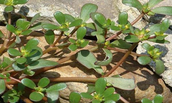農村常見的這些植物,你們認識多少?看完漲知識 農村常見的這些植物,你們認識多少?看完漲知識