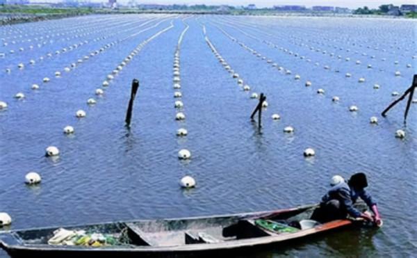 鹽在水產養殖中的作用?用量是多少?注意事項有哪些? 鹽在水產養殖中的作用?用量是多少?注意事項有哪些?