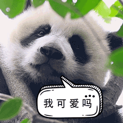 動物表情包大賽開始啦！快，秀出你的高質量動物表情包