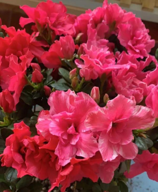 10種花，冬天別噴水，越噴越爛葉，變成光桿特醜