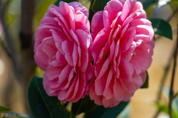 家有山茶花該如何進行養護呢？