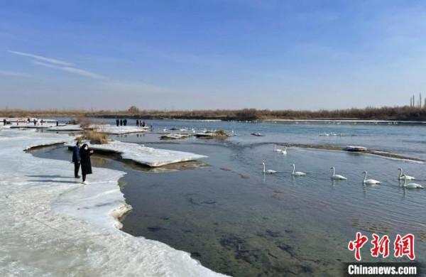 新疆開都河&OpenCurlyDoubleQuote;天鵝灣&rdquo;：數百羽&OpenCurlyDoubleQuote;白精靈&rdquo;引遊人