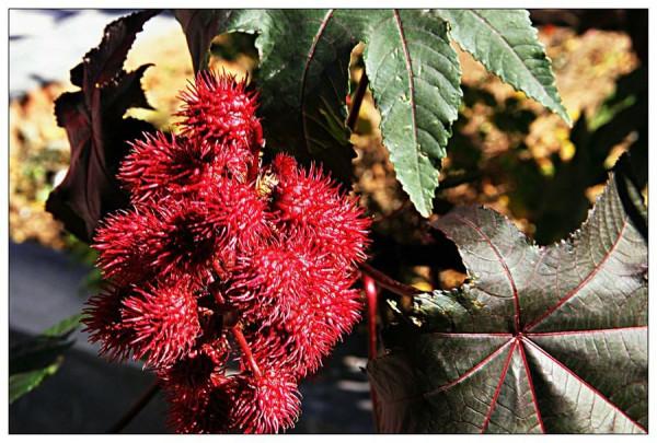 農村常見5種植物，卻全都含“劇毒”，有人常常吃，遇到要警惕