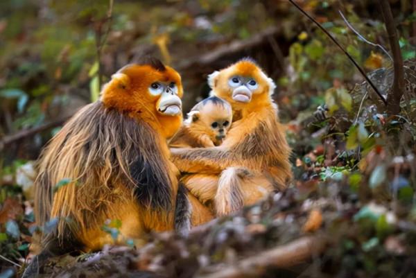 迎接COP15,保護生物多樣性丨長江裡有什麼之“猴中美人”金絲猴 迎接COP15,保護生物多樣性丨長江裡有什麼之“猴中美人”金絲猴