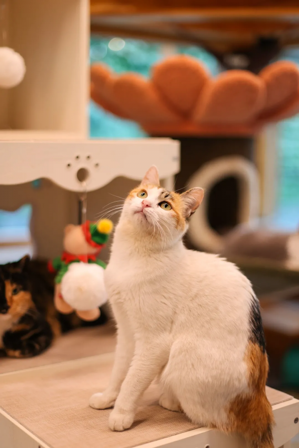 米麒麟:我掉缸怎麼了? 米麒麟:我掉缸怎麼了?