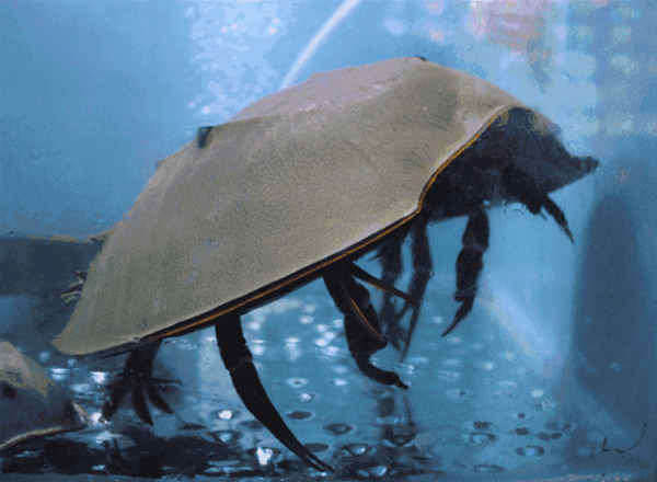 進化論的終極BUG：烏龜，如何成為科學家們的噩夢？