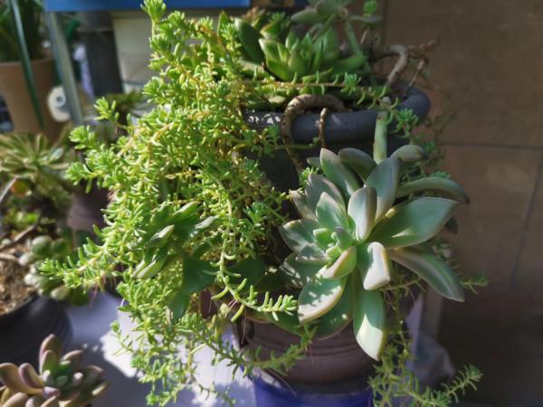 冬雲娘娘帶著絲綢面紗，攜幽靈公主和安娜公主亮相