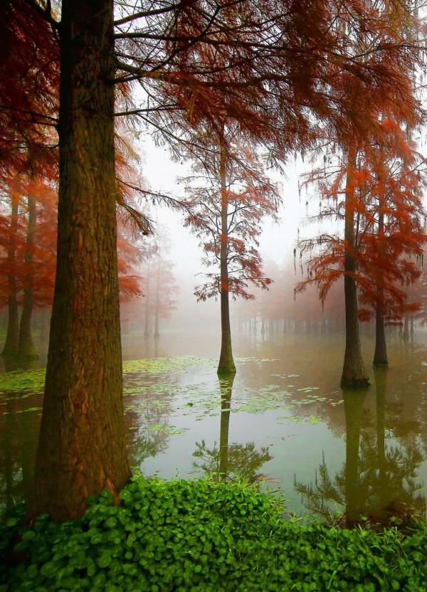 最佳觀賞季來了！上海唯一“水上森林”已紅透