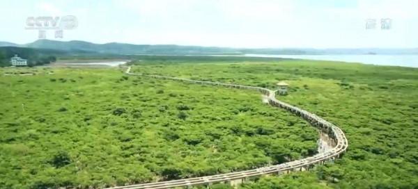 「共赴春城之約」科普 | 碳匯：用生態手段減少溫室氣體濃度