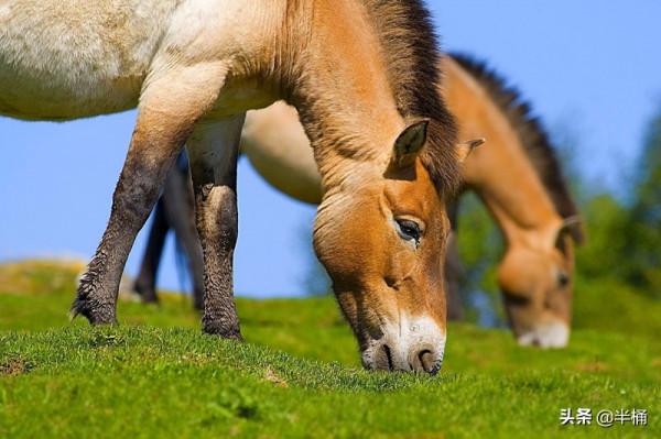 20年前放歸野外的27匹普氏野馬,現在的生存狀況怎麼樣了? 20年前放歸野外的27匹普氏野馬,現在的生存狀況怎麼樣了?