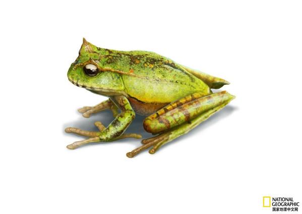 神秘青蛙還能長整套的牙? 神秘青蛙還能長整套的牙?