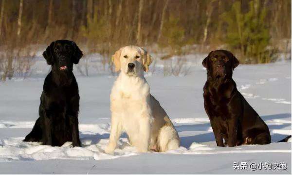 養金毛還是養拉布拉多犬？看完你就知道該如何選擇
