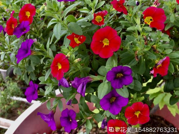 入秋一盆水，休眠的花“醒了”，猛長大花苞