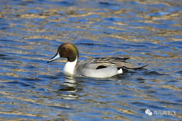 觀鳥之樂，就在於看鳥之樂
