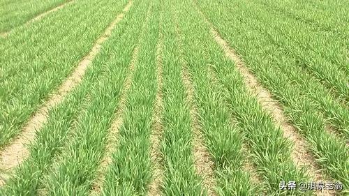 就“如何種好今年小麥”回答種植戶提問 就“如何種好今年小麥”回答種植戶提問