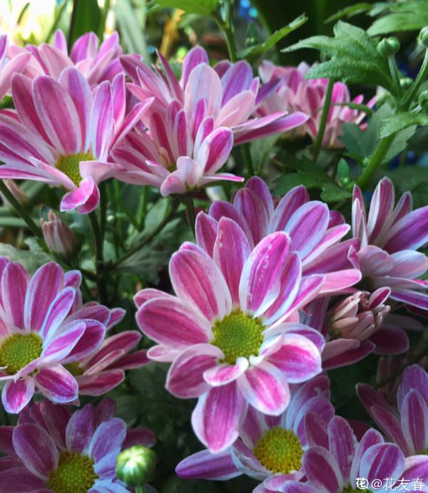 秋天想讓院子“美如畫”,種上這4種花,顏色別緻顏值高 秋天想讓院子“美如畫”,種上這4種花,顏色別緻顏值高