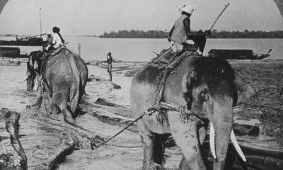 淺談，現代戰爭中的動物戰士