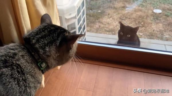 如果一隻貓跑到您家門口，主動和您求助，你會選擇置之不理嗎？