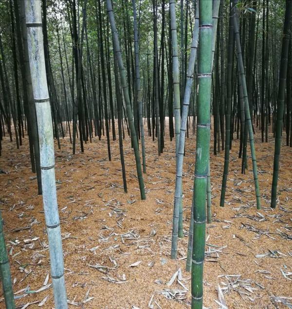 25元一斤比肉還貴!浙江大姐給雷竹“蓋棉被”,讓竹筍價格翻倍 25元一斤比肉還貴!浙江大姐給雷竹“蓋棉被”,讓竹筍價格翻倍