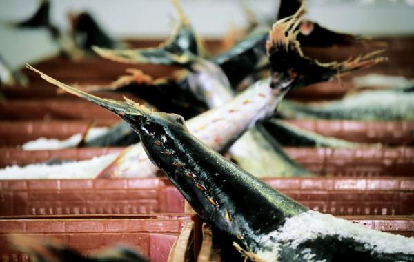 這些動物因為肉好吃而被滅絕:第六次叢集滅絕,罪魁禍首是人類 這些動物因為肉好吃而被滅絕:第六次叢集滅絕,罪魁禍首是人類