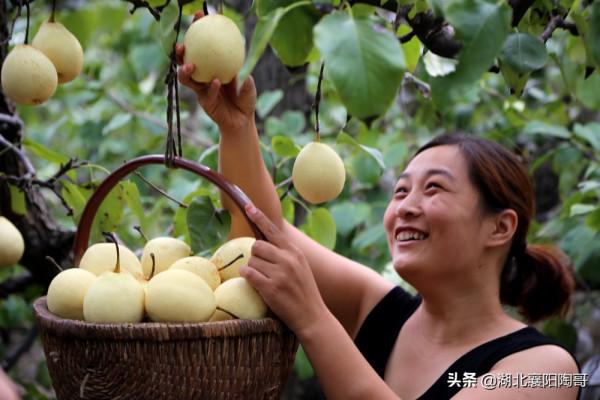 秋天寧可不吃肉，也要吃秋果王，養肝養胃又美白，生吃熟吃都美味