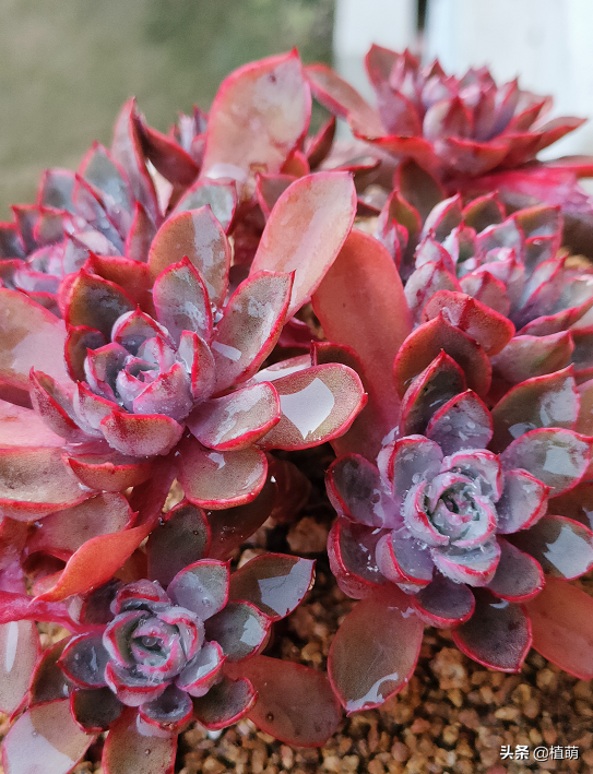 赫拉養了兩年，從深綠色變成鮮紅色，顏值一點不比貴貨差