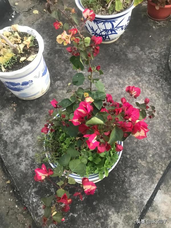 非常驚訝的印度畫報三角梅花色多變如魔幻般美麗 非常驚訝的印度畫報三角梅花色多變如魔幻般美麗