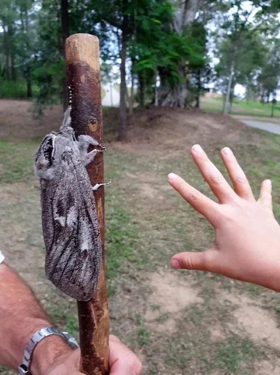 世界上最最最最重的飛蛾