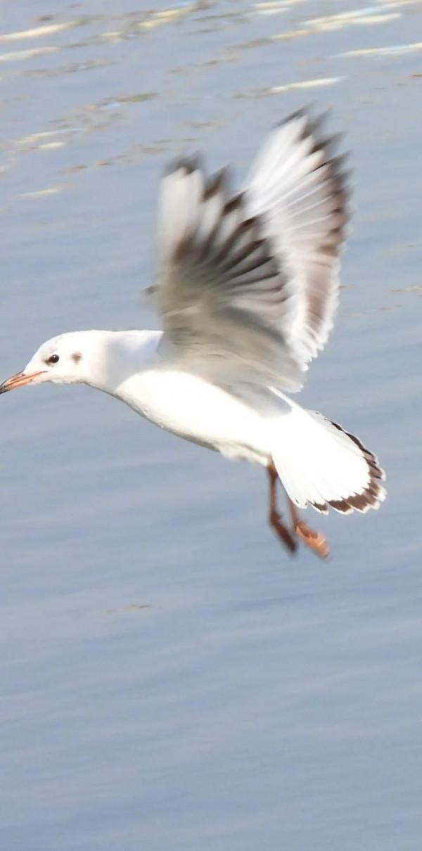 冀州區魚市北河上上演著一場精彩的表演