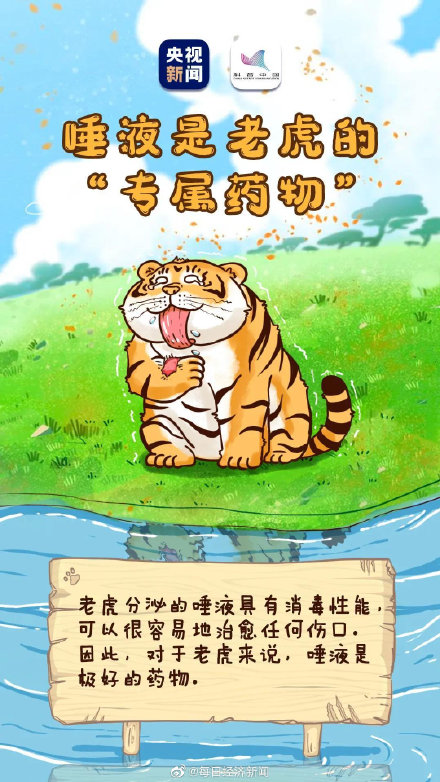 虎的夜視力是人類的6倍