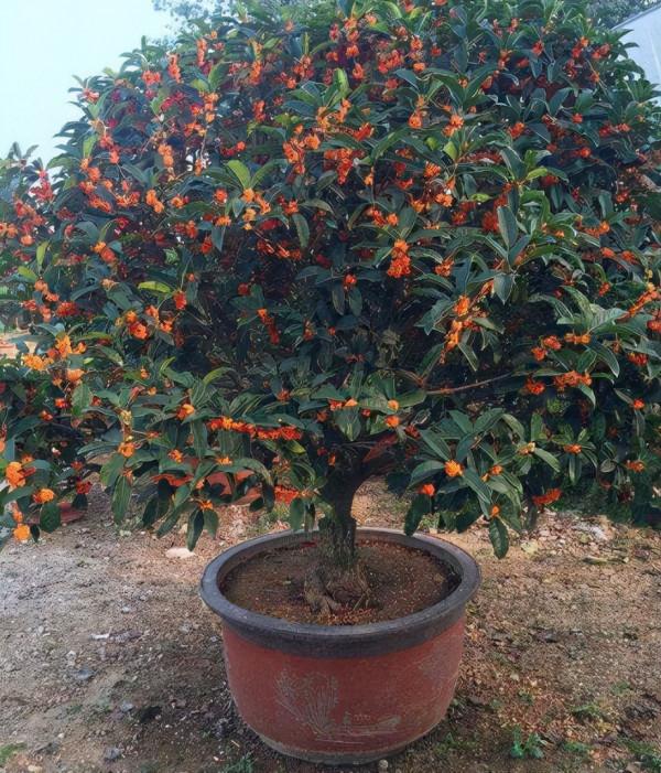 聰明人養花很講究,只養這3種“有用的植物”,既好看,又健康 聰明人養花很講究,只養這3種“有用的植物”,既好看,又健康